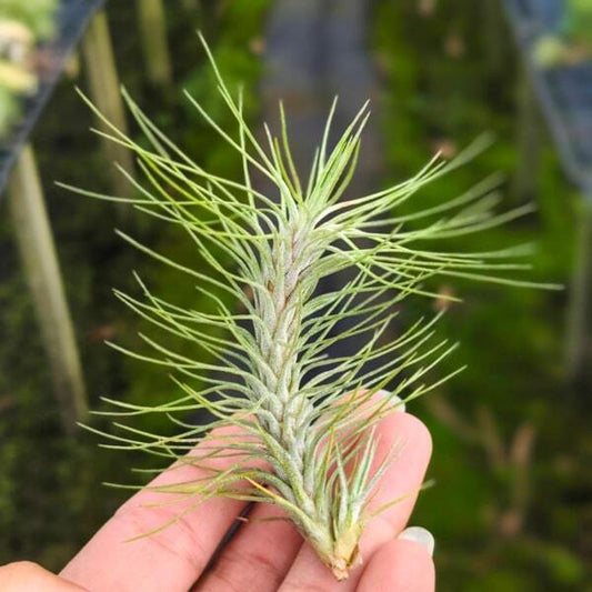 Tillandsia funckiana v. recurvifolia R