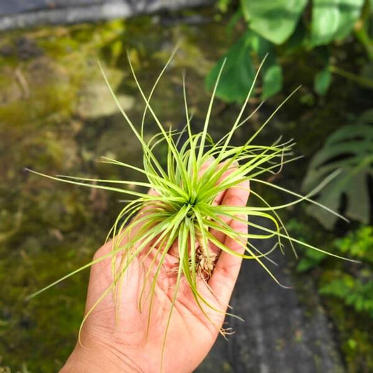 Tillandsia Warren (funckiana x bracycaulos) R