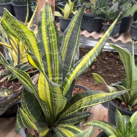 Sansevieria FUTURA GOLD