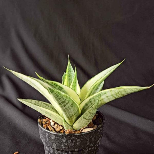 Sansevieria GABRIELLA WHITE VAR