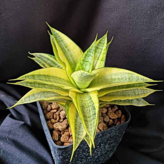 Sansevieria GABRIELLA YELLOW VAR