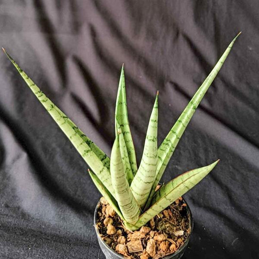 Sansevieria GIULIETTA