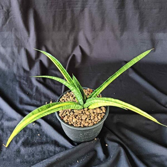 Sansevieria GOLDEN SILK VAR