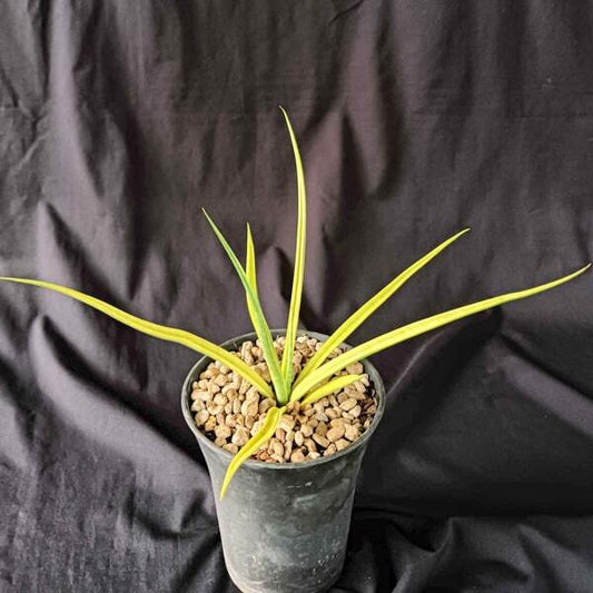 Sansevieria GRACILIS HYBRID VAR