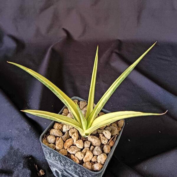 Sansevieria GRACILIS VAR