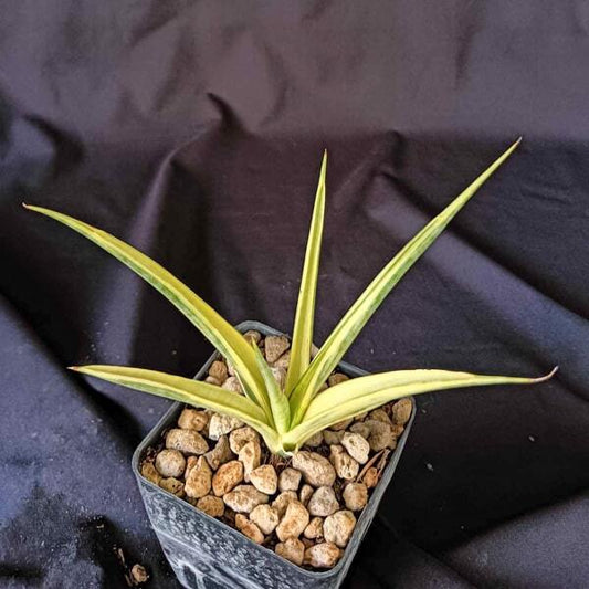 Sansevieria GRACILIS VAR