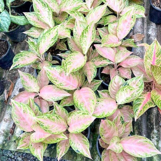 Aglaonema GADIZ