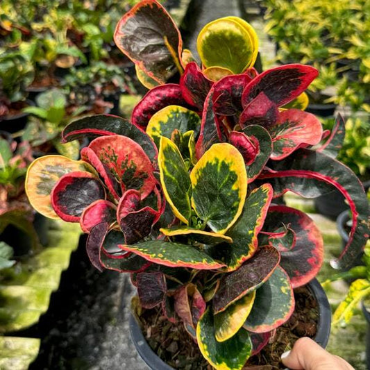 Croton GAEW PAILIN
