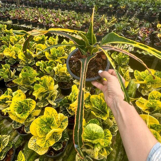 Croton GAI FA PHAYA LOH