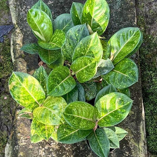 Aglaonema GAMLAI YOK