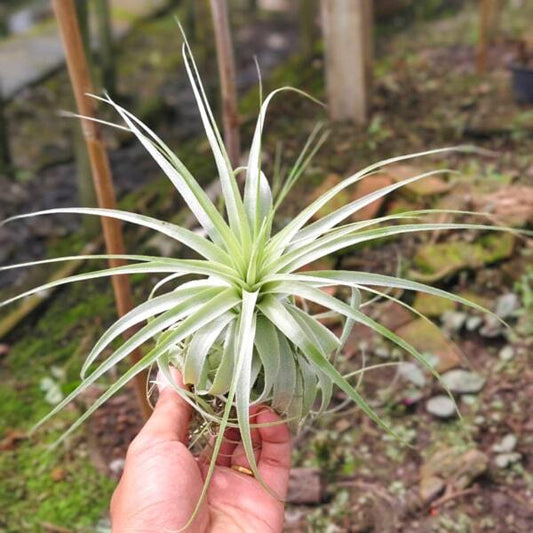 Tillandsia gardneri R