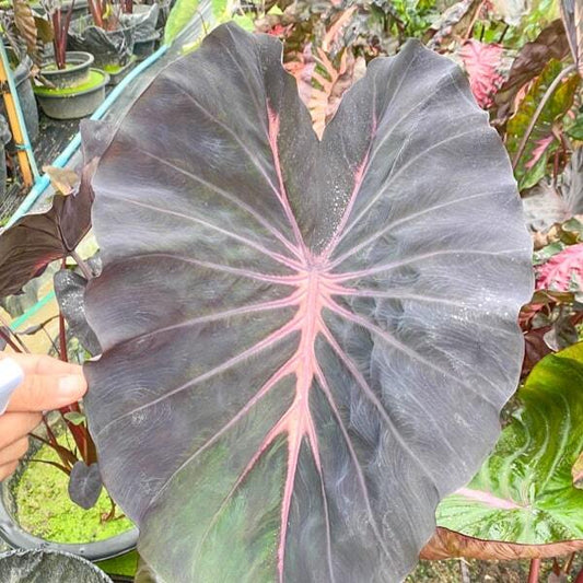 Colocasia GHOST RAGNAROK