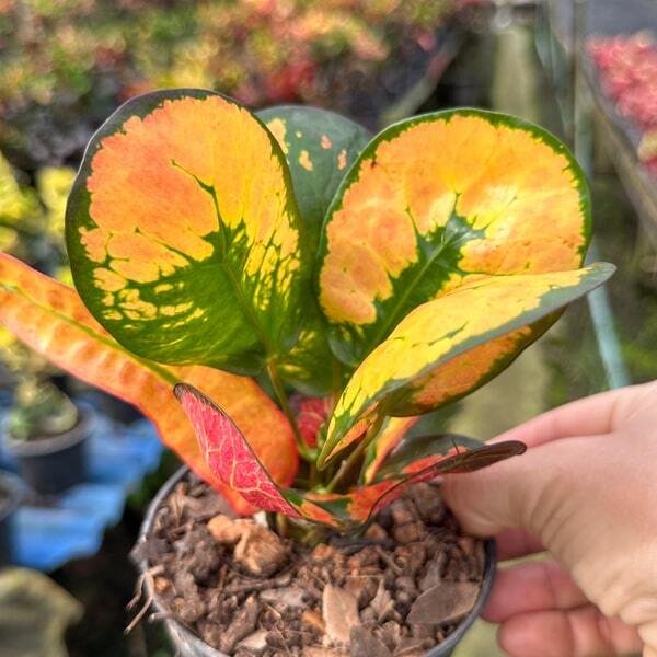 Croton GIANT TANG HU