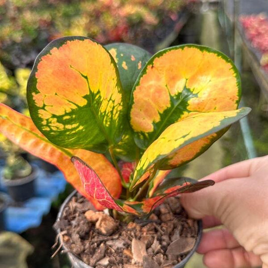 Croton GIANT TANG HU