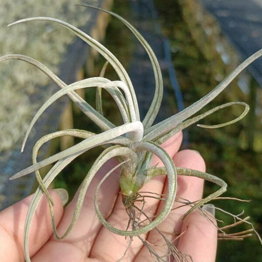 Tillandsia glabrior R