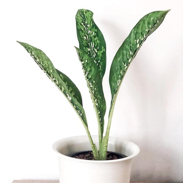 Dieffenbachia CROCODILE / KLED MANGKORN