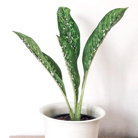 Dieffenbachia CROCODILE / KLED MANGKORN