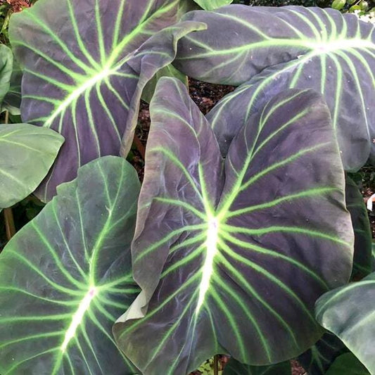 Colocasia GLOWING BONES
