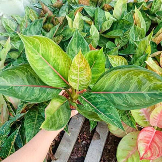 Aglaonema GOD ARMY