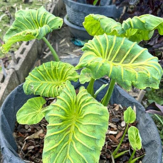 Colocasia GODDESS