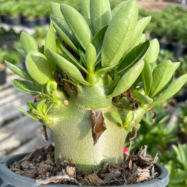 Adenium arabicum GODJI M