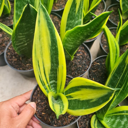 Sansevieria GOLDFLAME