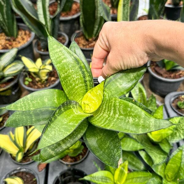 Sansevieria HAHNII GOLD PHILIPPINE