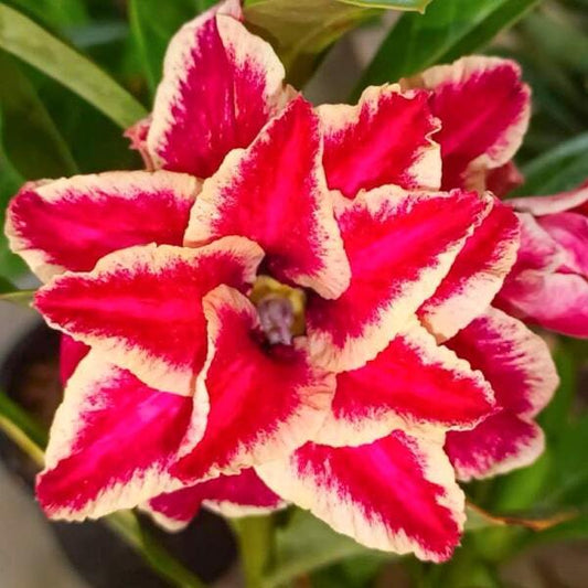 Adenium obesum GOLD STAR