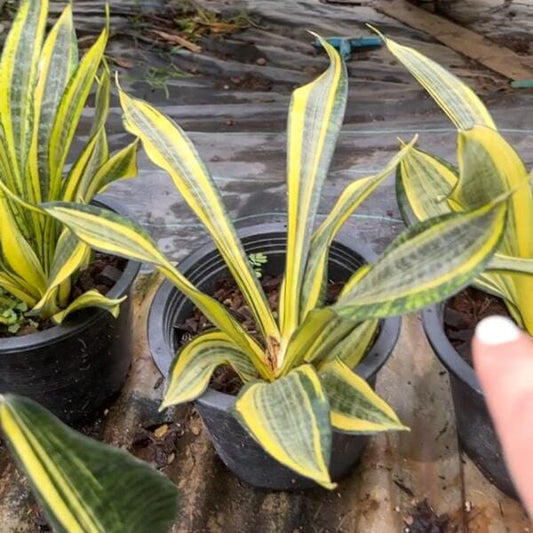 Sansevieria GOLDEN BANNER
