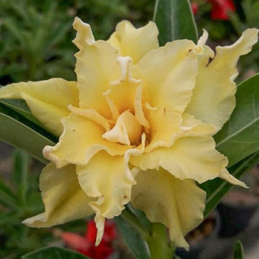 Adenium obesum GOLDEN CICADA