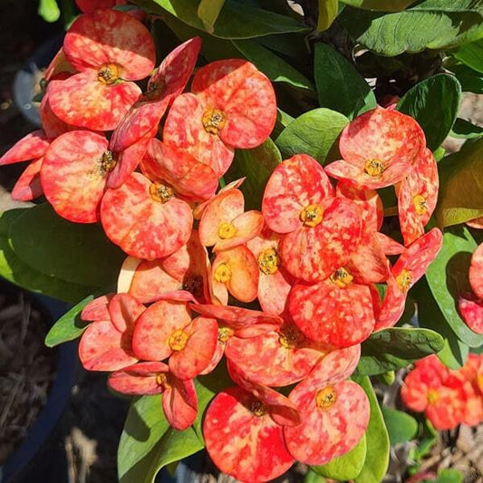 Euphorbia Milii GOLDEN DRAGON