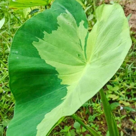 Colocasia EMERALD GOLDEN