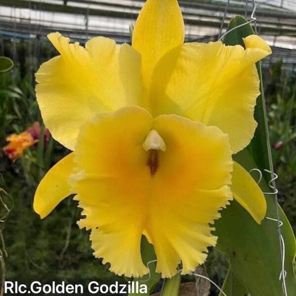 Rhyncholaeliocattleya orchid RLC. GOLDEN GODZILLA GOLDEN KING