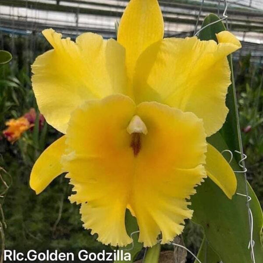 Rhyncholaeliocattleya orchid RLC. GOLDEN GODZILLA GOLDEN KING