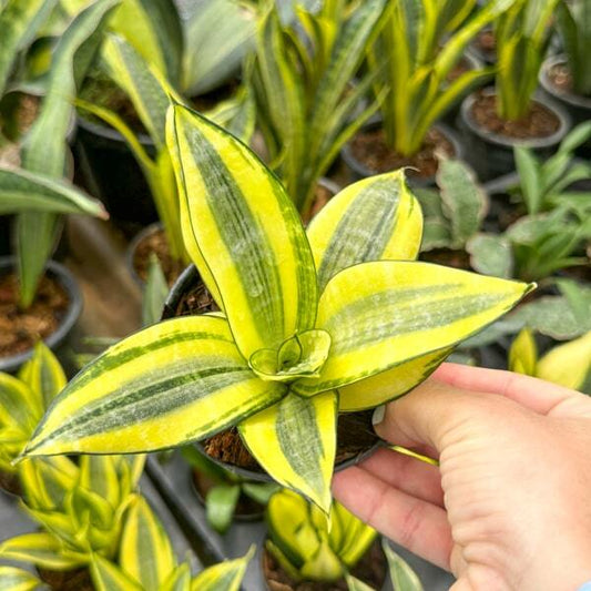 Sansevieria HAHNII GOLD