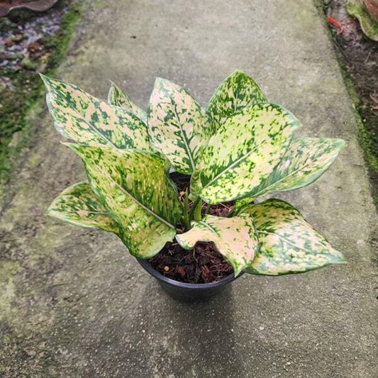 Aglaonema GOLDEN LAND