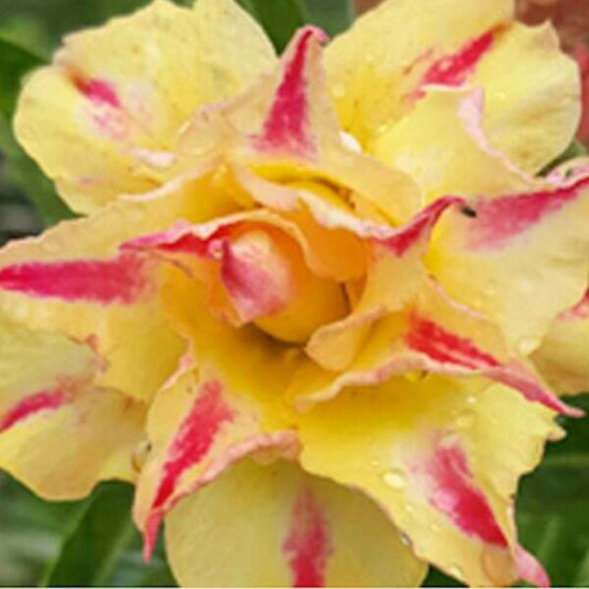 Adenium obesum GOLDEN MILLIONAIRE
