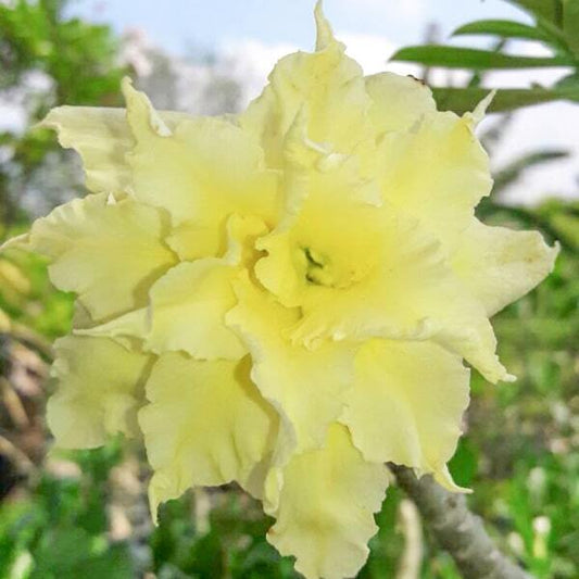 Adenium obesum GOLDEN PHOENIX
