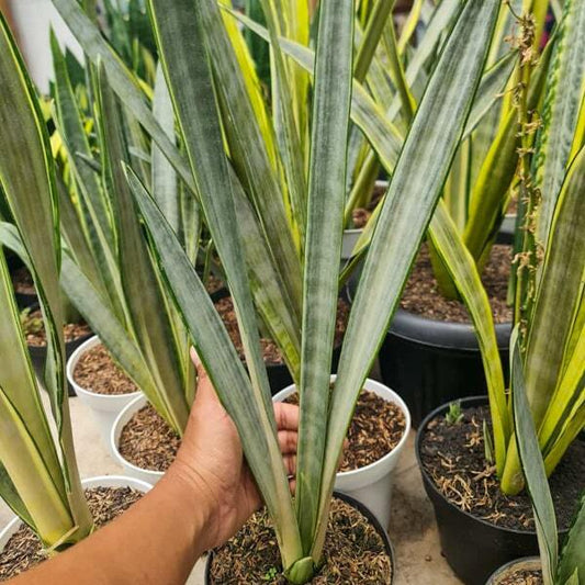 Sansevieria GOLDEN STREET BIG