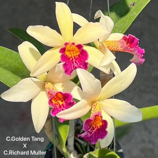 Cattleya orchid C. GOLDEN TANG X C. RICHARD MULLER
