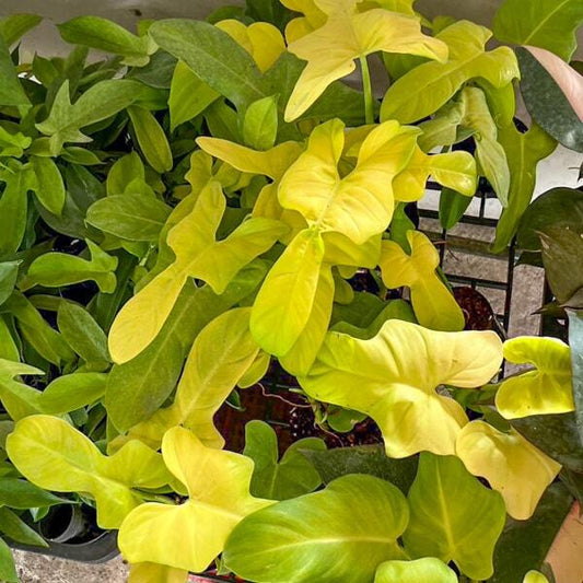 Philodendron GOLDEN VIOLIN