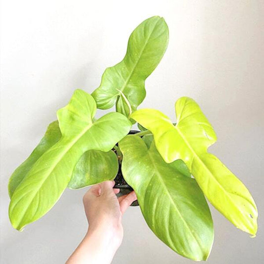 Philodendron GOLDEN VIOLIN