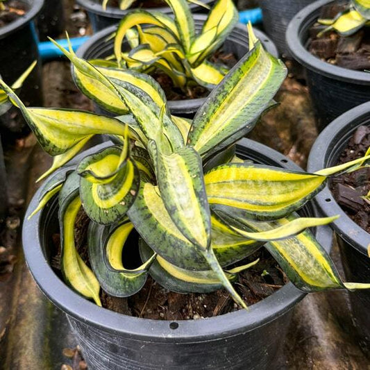 Sansevieria GOLDEN WENDY