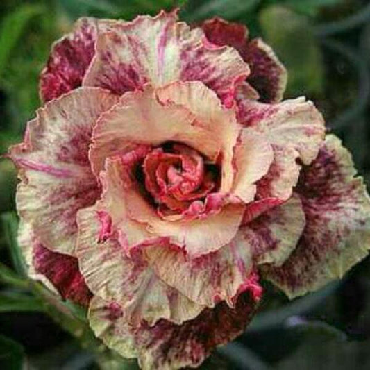 Adenium obesum GOLDEN YEARS