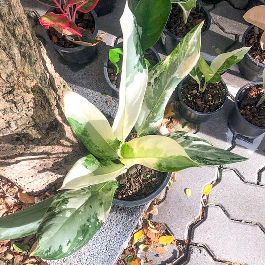 Aglaonema GOLDEN BAY