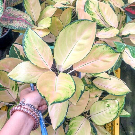 Aglaonema GOLDEN MAJESTIC