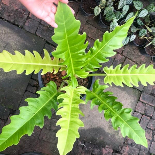 Philodendron GOLDEN SERRATUM