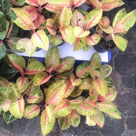 Aglaonema GOLIATH