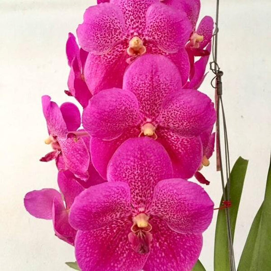 Vanda orchid V GORDON DILLON X V PONPIMOL
