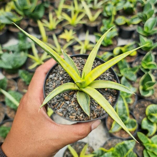 Sansevieria GRACILIS VAR